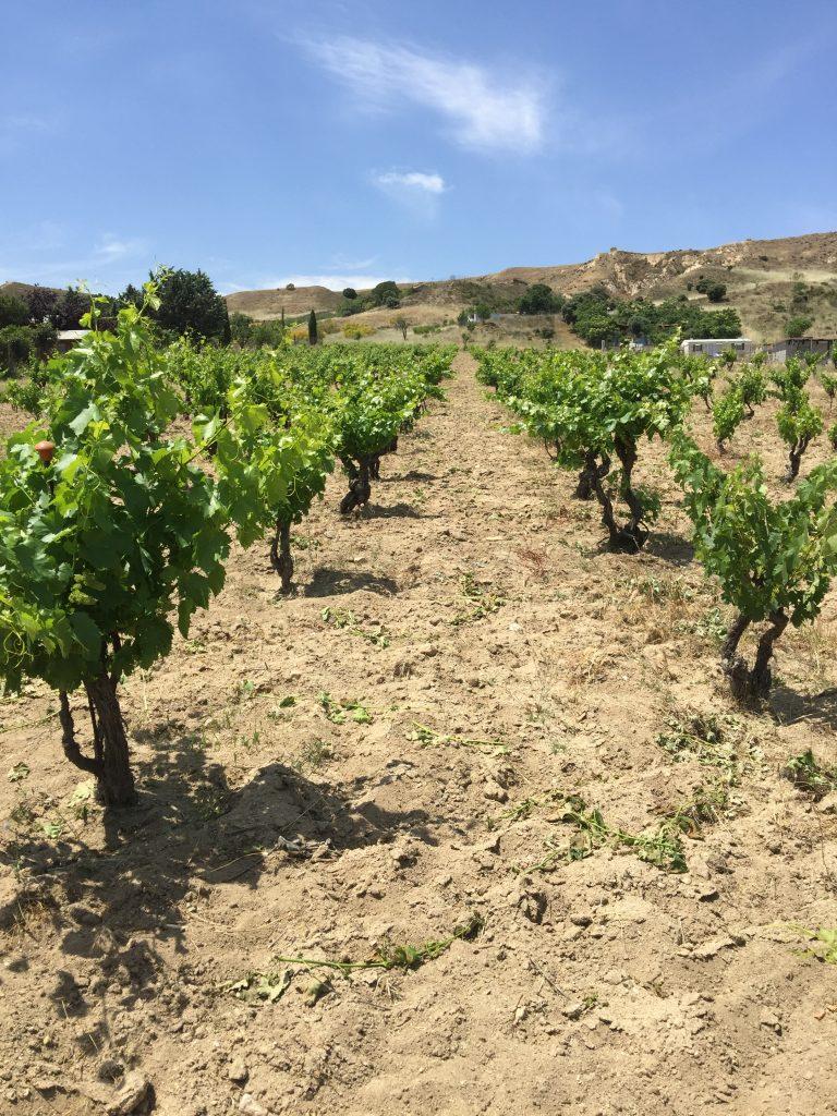 Vinedos bodega tinta castiza el molar