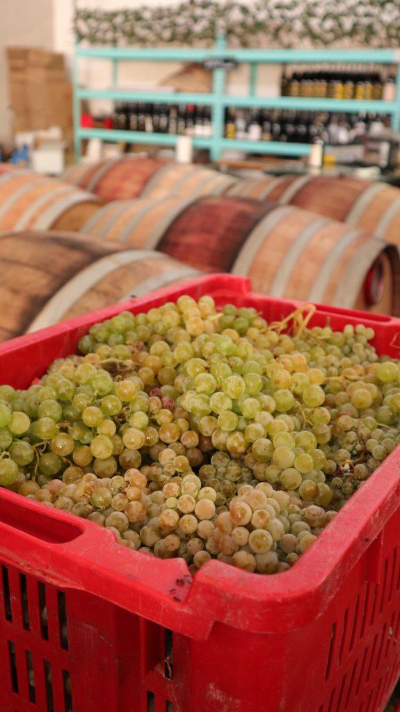 Uva vendimia bodega tinta castiza vino blanco Denominación de Origen Madrid